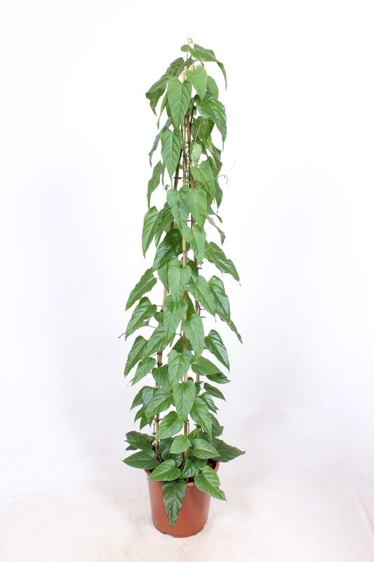Cissus nodosa de 150 cm conduit en pyramide, feuillage vert sur support vertical, pot de culture de 27 cm