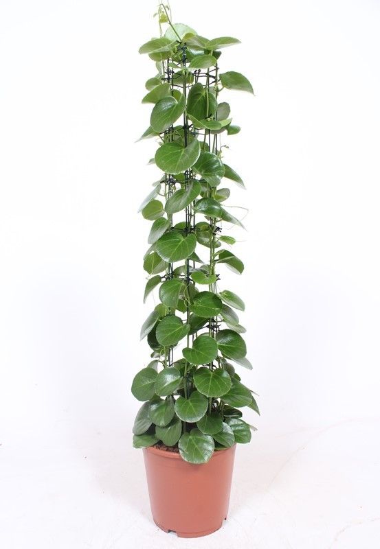 
                  
                    Cissus rotundifolia en colonne, hauteur 120 cm, pot de 24 cm
                  
                