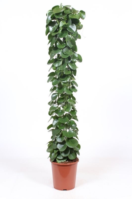 
                  
                    Cissus rotundifolia en colonne, hauteur 160 cm, pot de 27 cm
                  
                
