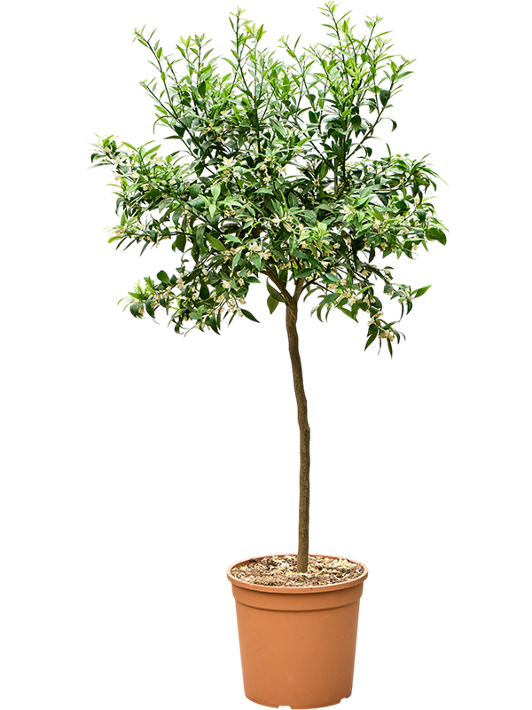 
                  
                    Citrus reticulata Mandarino
                  
                