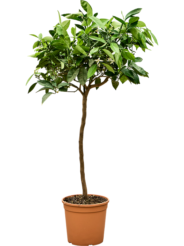 
                  
                    Oranger citrus Sinensis Arancio Sicilien
                  
                