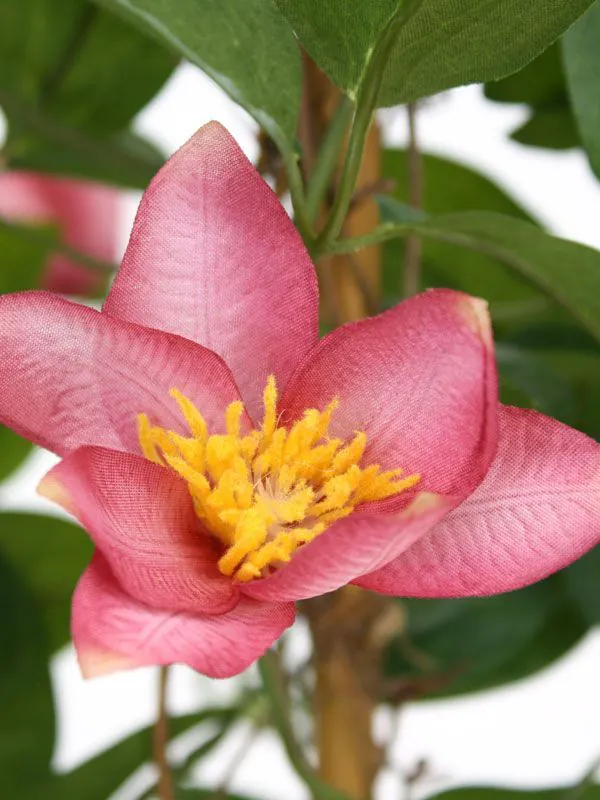 
                  
                    Détail des pétales roses et du cœur jaune de la Clematis artificielle — 8DP193812
                  
                