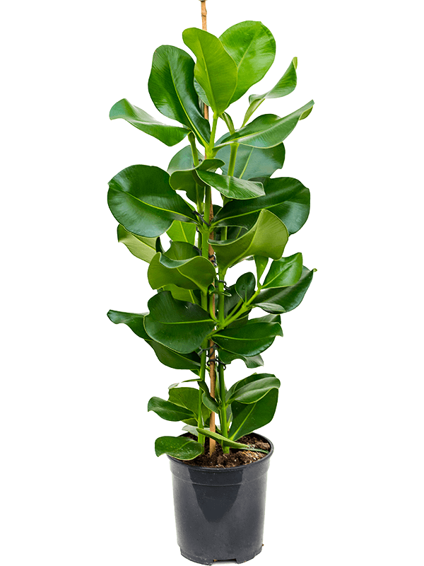 
                  
                    Clusia rosea de 70 cm dans son pot de culture de 19 cm
                  
                