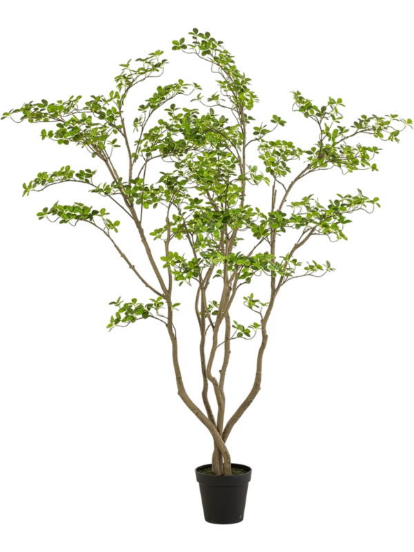 Clusia rosea artificiel de 210 cm, branches ouvertes et petites feuilles arrondies, avec pot de base