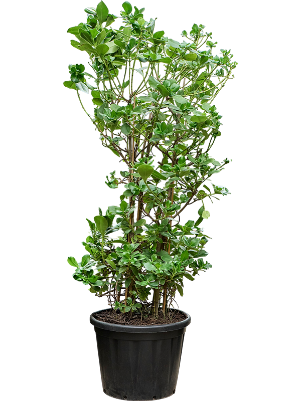 
                  
                    Clusia rosea buissonnant de 250 cm, largeur 80 cm, pot de culture de 60 cm — référence 4CLROVT01
                  
                