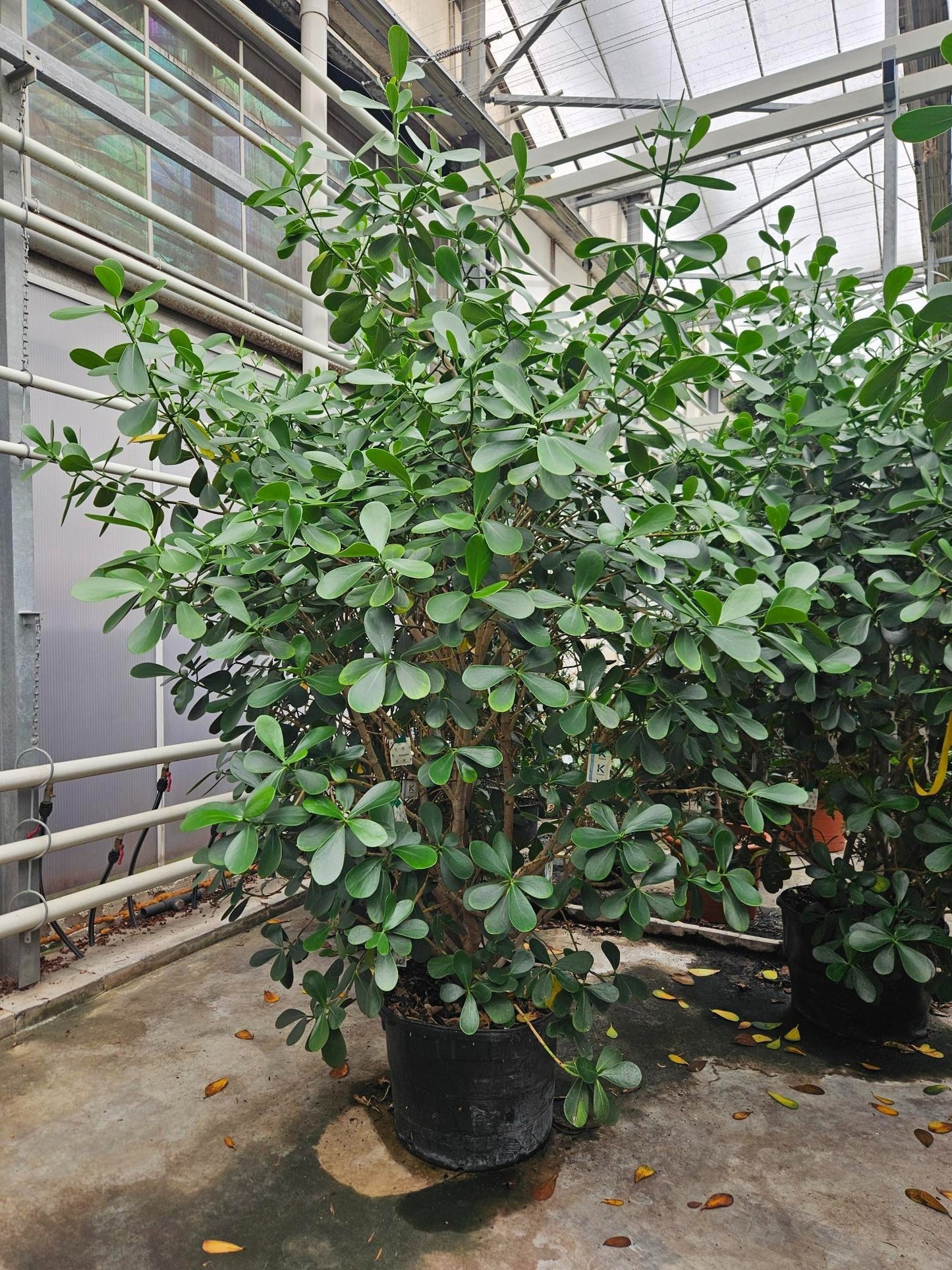 
                  
                    Clusia rosea ramifié, hauteur 350 cm, en pot de culture de 60 cm
                  
                