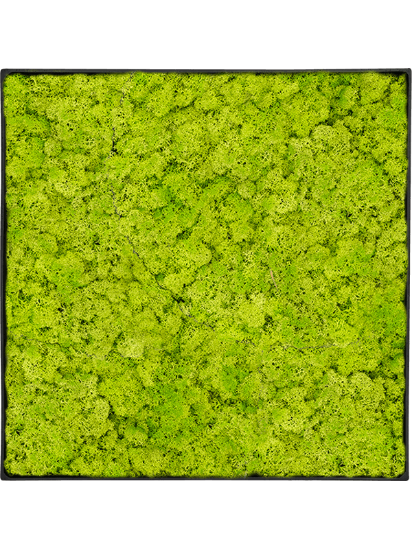 
                  
                    Tableau carré en lichen stabilisé vert printemps, 60 × 60 cm, cadre Anthracite-concrete — CMSS01273
                  
                