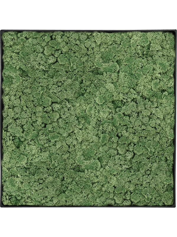 
                  
                    Tableau carré en lichen stabilisé vert mousse, 60 × 60 cm, cadre Anthracite-concrete — CMSS01274
                  
                