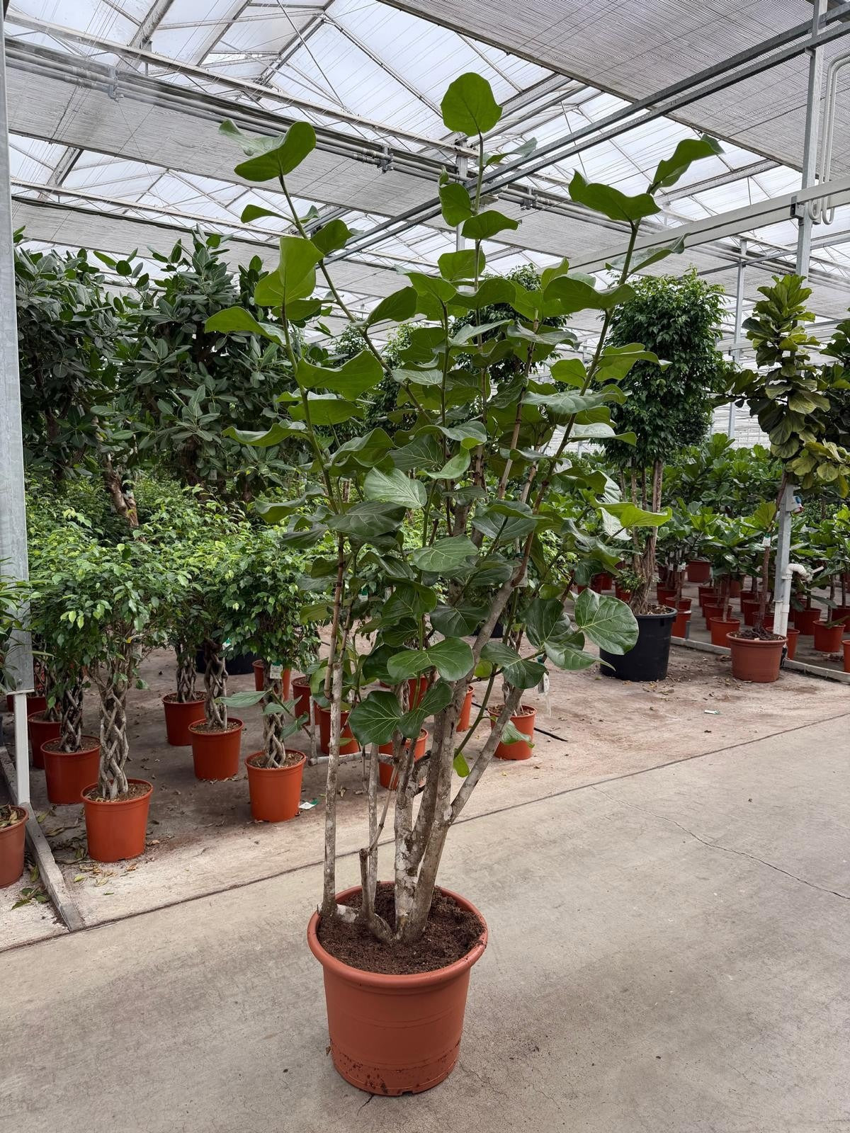 
                  
                    Coccoloba uvifera ramifié de 240 cm, grandes feuilles rondes, pot de culture de 50 cm
                  
                