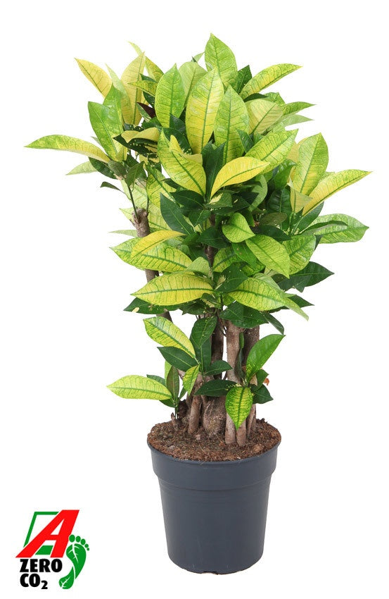 
                  
                    Codiaeum variegatum Brazilia, 80 cm, pot de 24 cm
                  
                