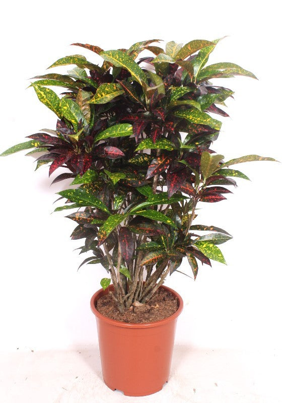 Codiaeum variegatum Freckles, 110 cm, pot de 27 cm