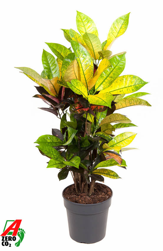 
                  
                    Codiaeum variegatum Mrs. Iceton, 60 cm, pot de 19 cm
                  
                