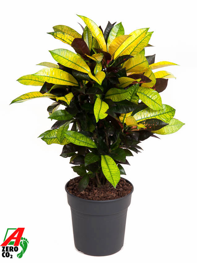 
                  
                    Codiaeum variegatum Mrs. Iceton, 70 cm, pot de 21 cm
                  
                