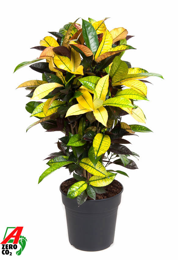
                  
                    Codiaeum variegatum Mrs. Iceton, 90 cm, pot de 24 cm
                  
                