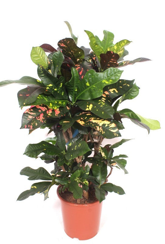 Codiaeum variegatum Magnificent, 110 cm, pot de 27 cm