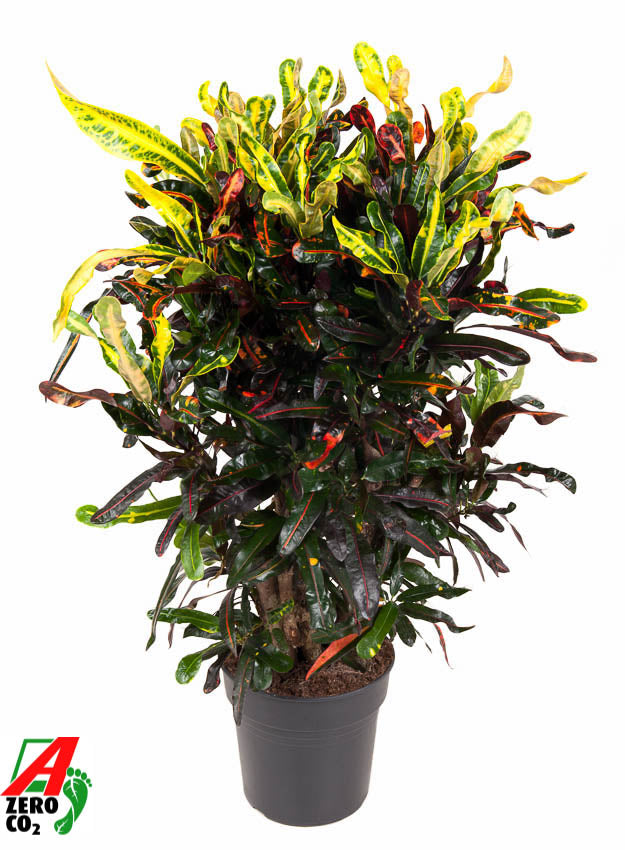 
                  
                    Codiaeum variegatum Mammi, 100 cm, pot de 27 cm
                  
                