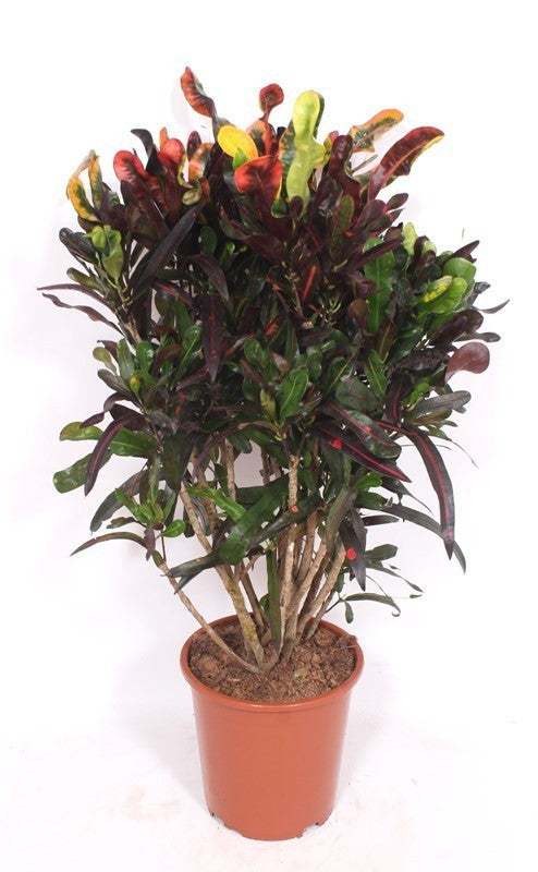 
                  
                    Codiaeum variegatum Mammi, 110 cm, pot de 27 cm
                  
                