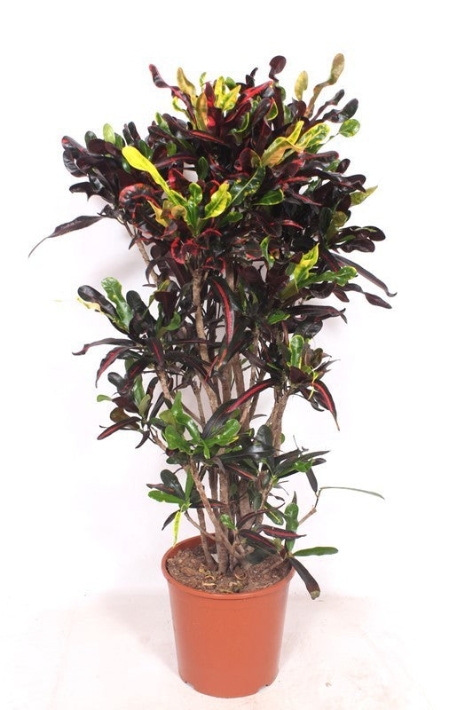 
                  
                    Codiaeum variegatum Mammi, 140 cm, pot de 30 cm
                  
                