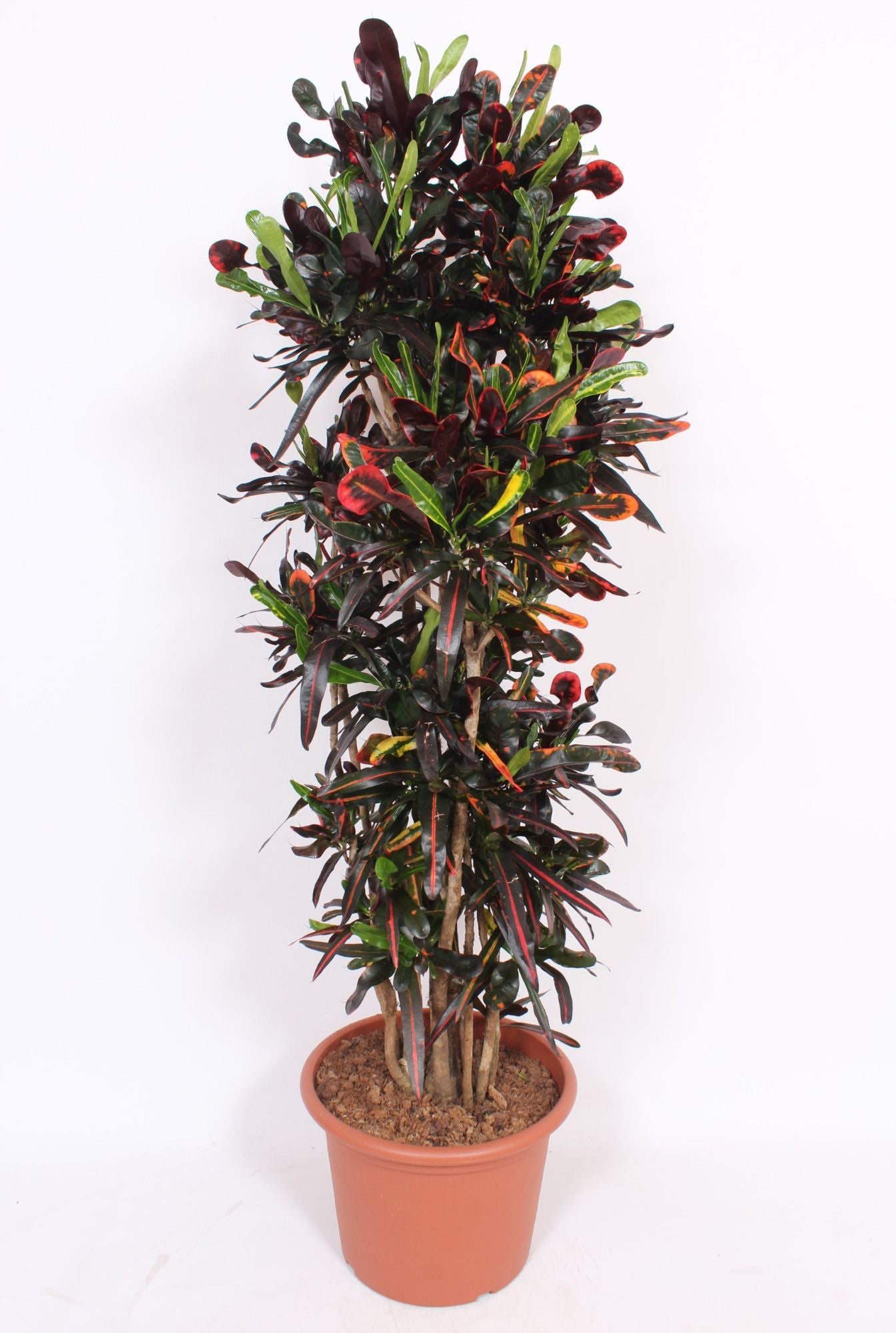 
                  
                    Codiaeum variegatum Mammi, 170 cm, pot de 40 cm
                  
                