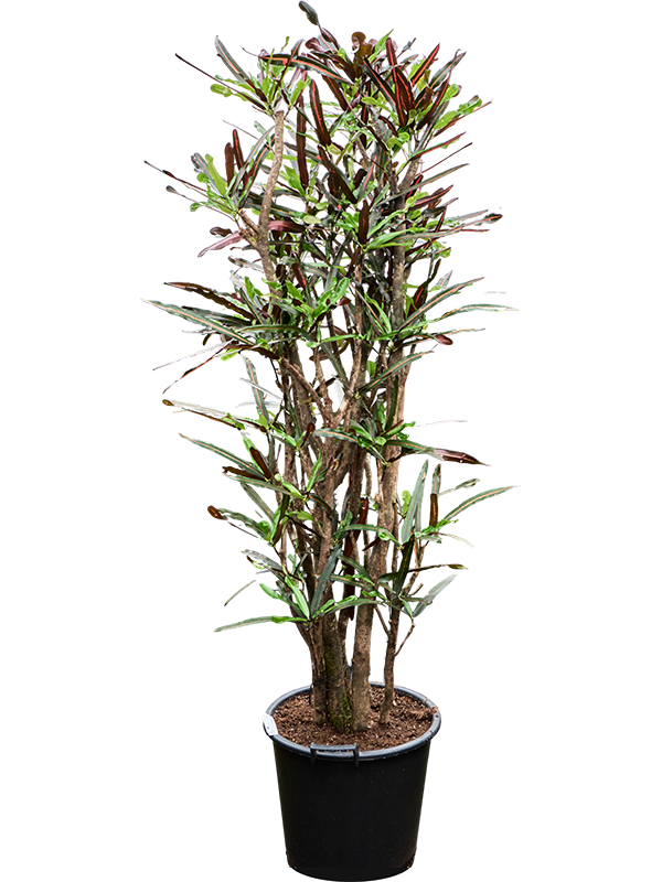 
                  
                    Codiaeum variegatum Mammi, 205 cm, pot de 45 cm
                  
                
