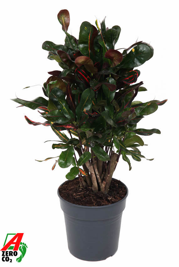 
                  
                    Codiaeum variegatum Mammi, 60 cm, pot de 19 cm
                  
                