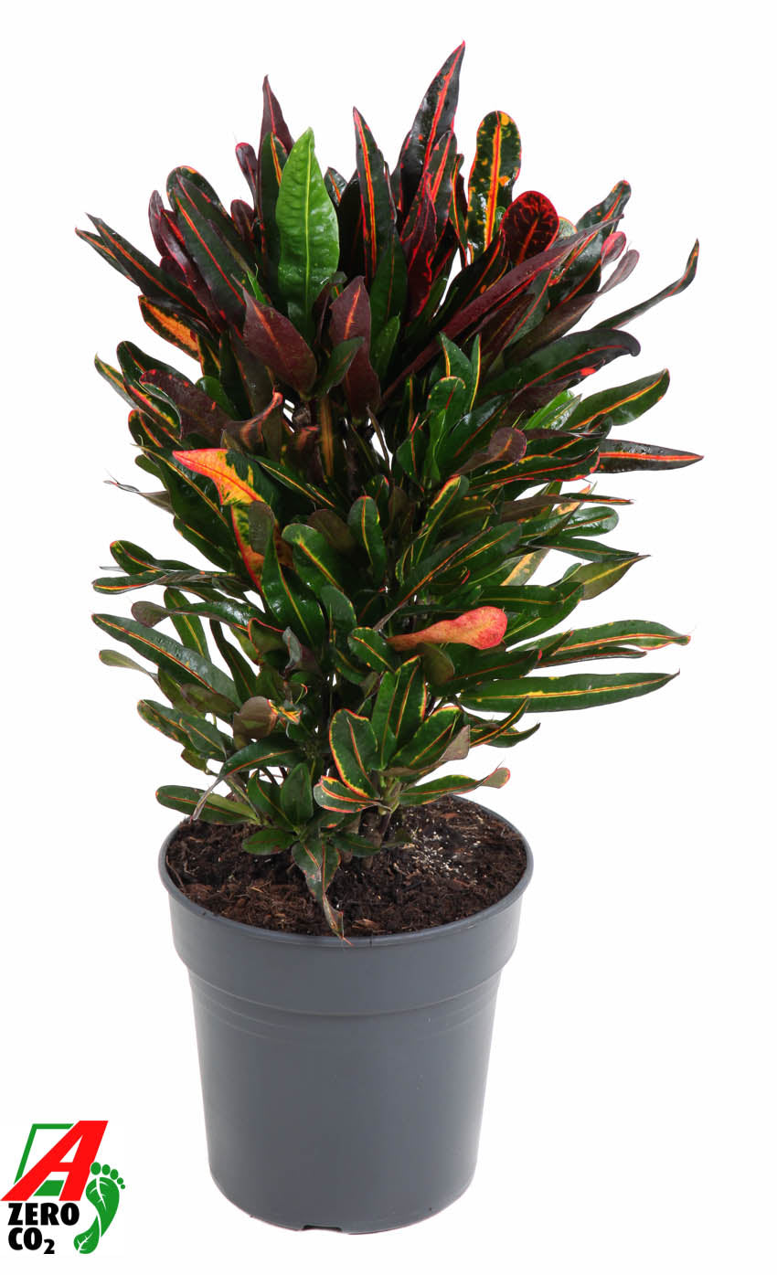 
                  
                    Codiaeum variegatum Mammi, 70 cm, pot de 21 cm
                  
                
