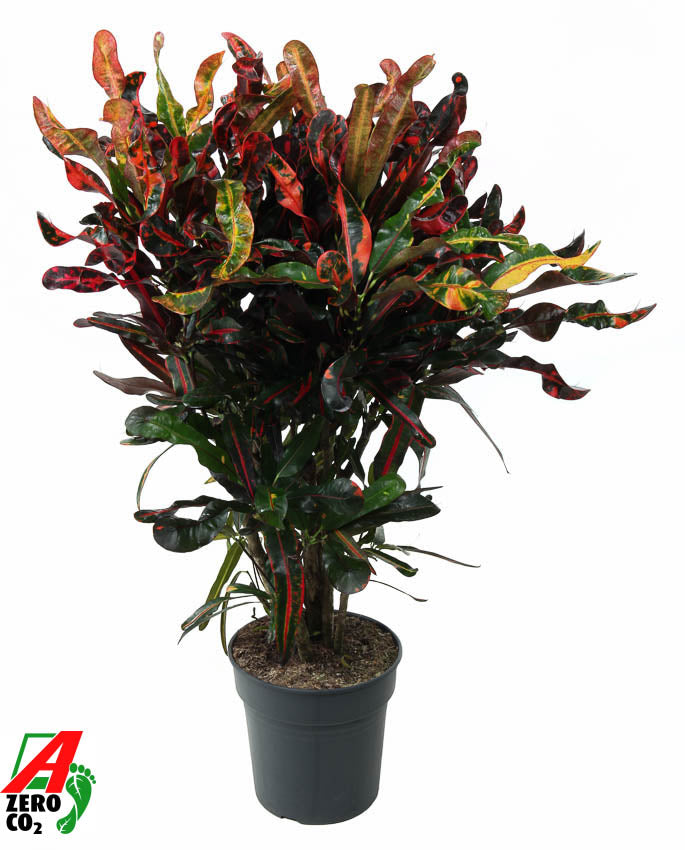 
                  
                    Codiaeum variegatum Mammi, 90 cm, pot de 24 cm
                  
                