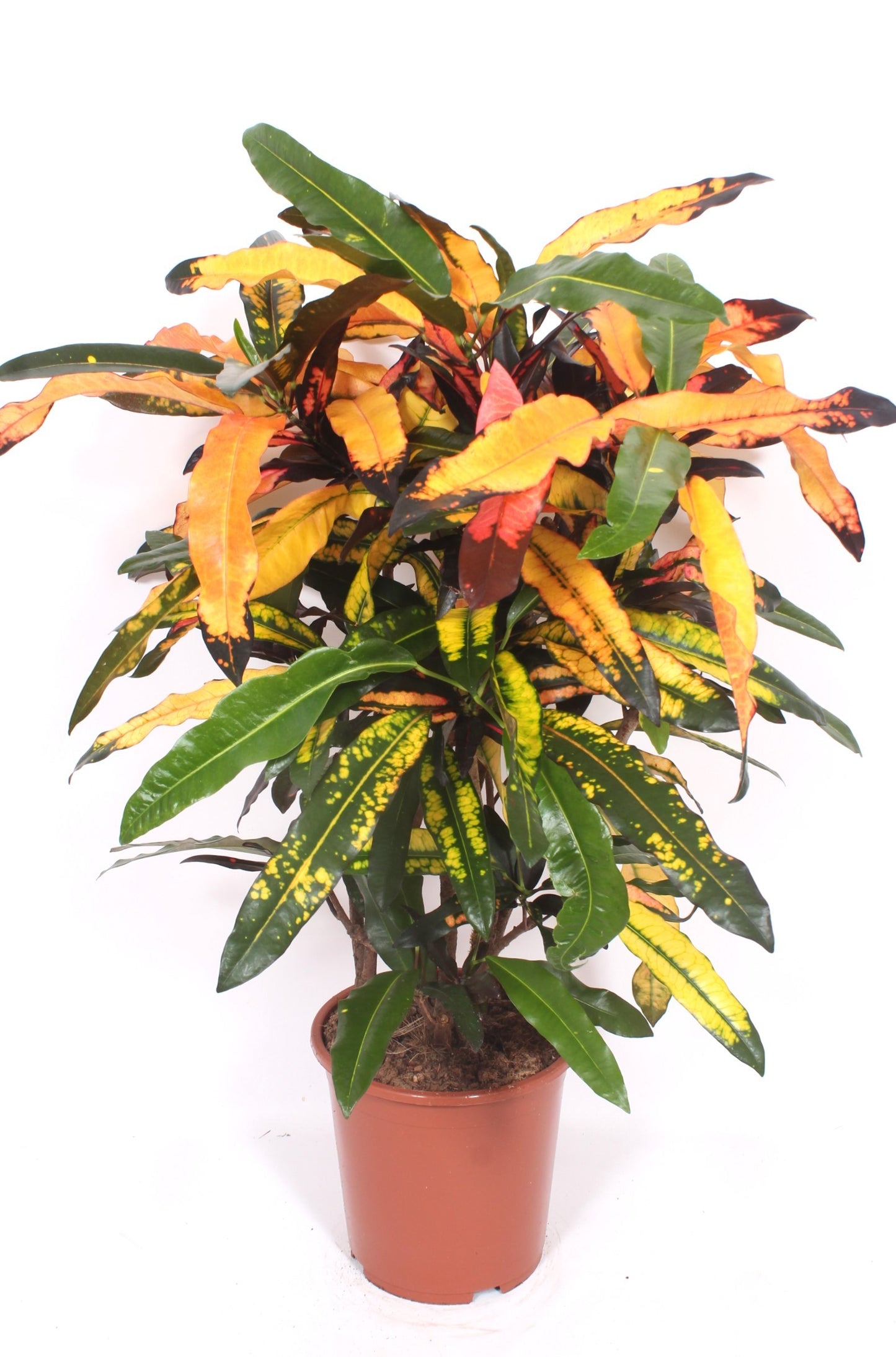 Codiaeum variegatum Mango, 110 cm, pot de 27 cm