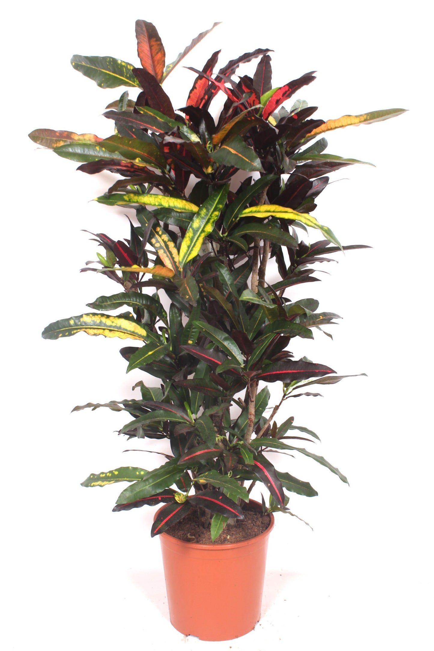 
                  
                    Codiaeum variegatum Mango, 150 cm, pot de 30 cm
                  
                