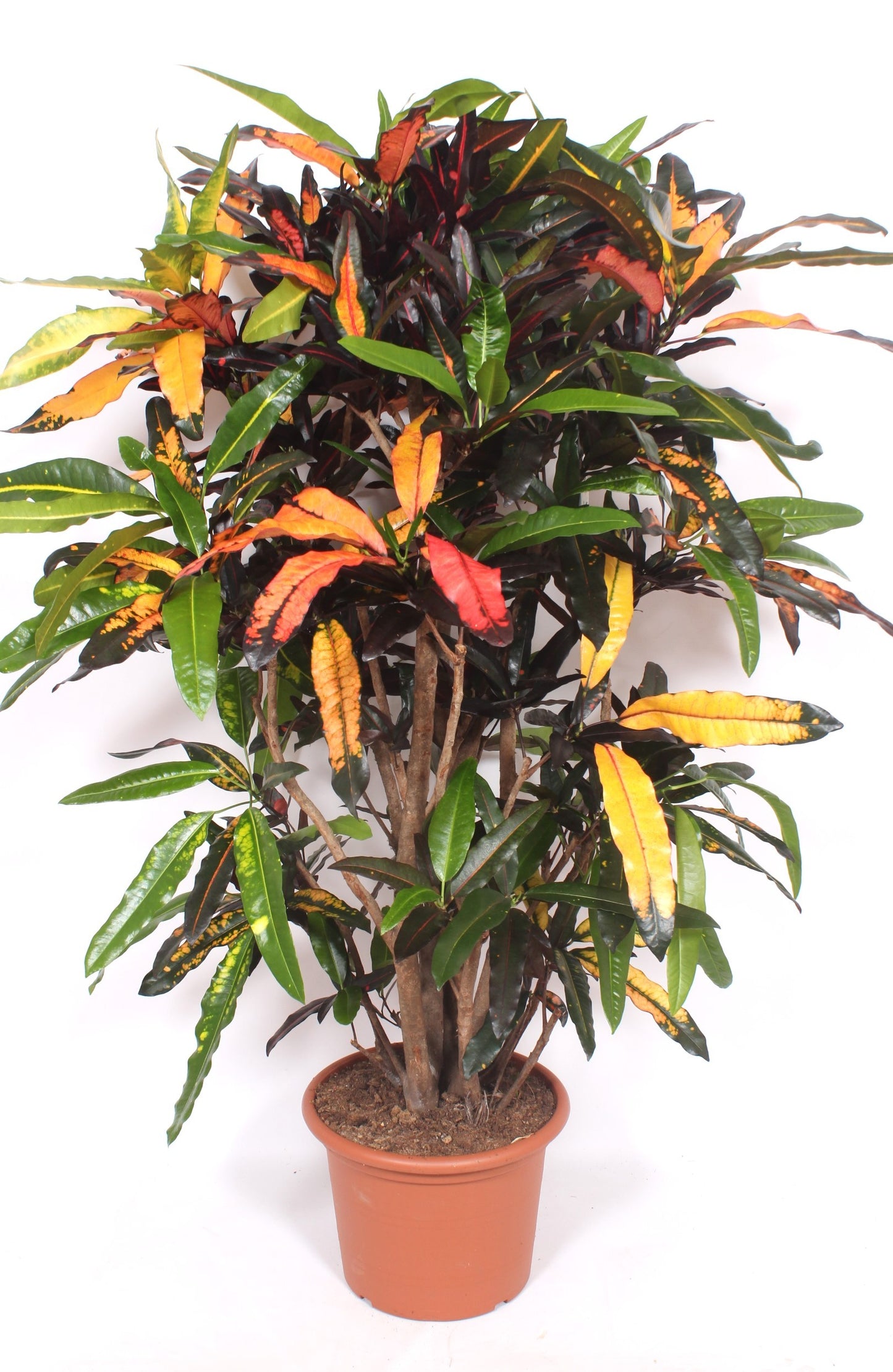 
                  
                    Codiaeum variegatum Mango, 170 cm, pot de 40 cm
                  
                