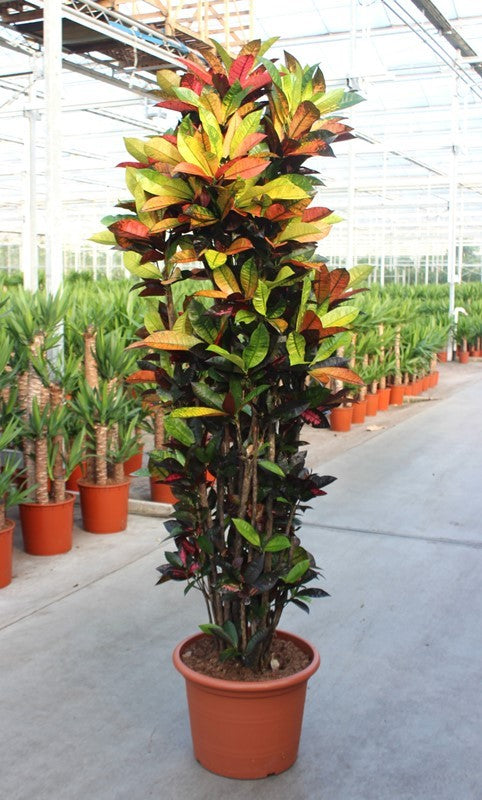 
                  
                    Codiaeum variegatum Mrs. Iceton ramifié, hauteur 210 cm, en pot de culture de 45 cm
                  
                