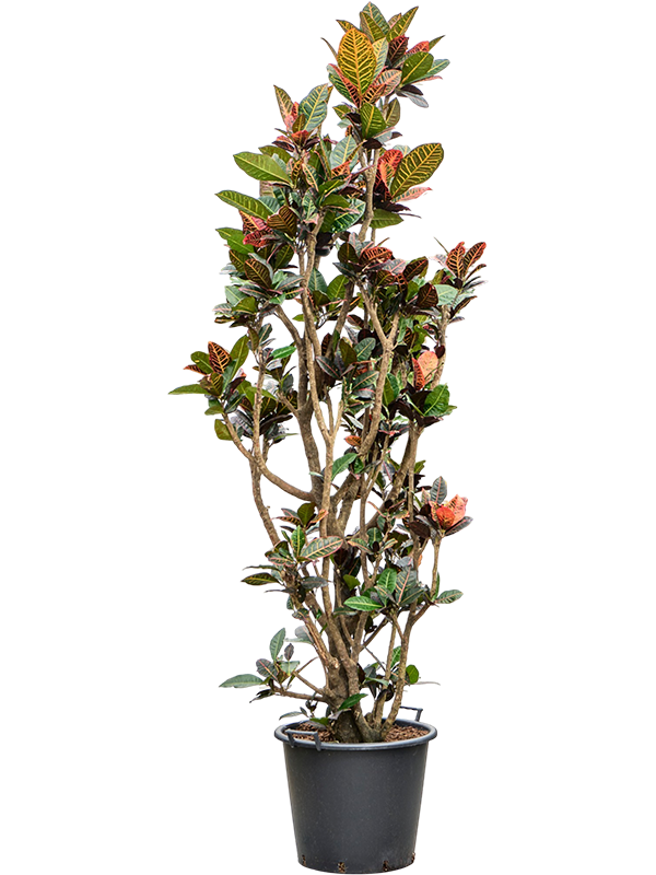 
                  
                    Codiaeum variegatum Petra, 210 cm, pot de 50 cm
                  
                