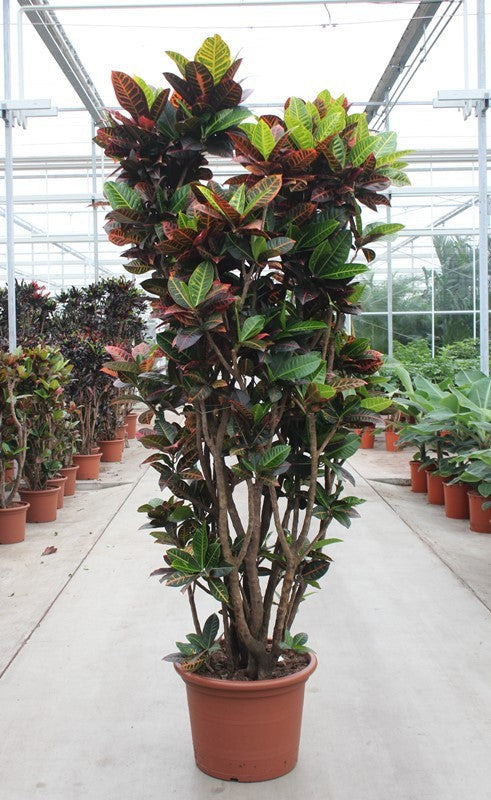 
                  
                    Codiaeum variegatum Petra, 240 cm, pot de 50 cm
                  
                