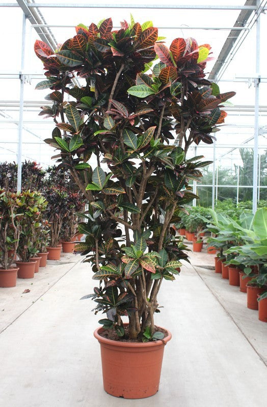 
                  
                    Codiaeum variegatum Petra, 250 cm, pot de 55 cm
                  
                