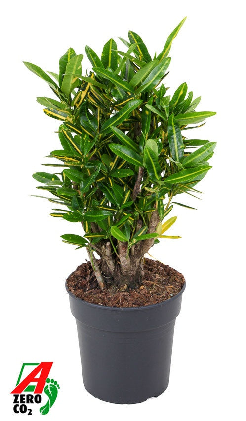
                  
                    Codiaeum variegatum Sunny Star, 70 cm, pot de 21 cm
                  
                