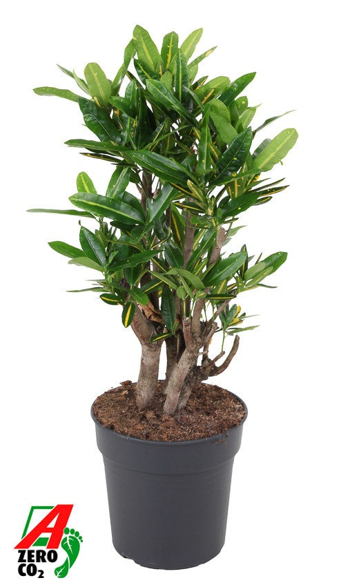 
                  
                    Codiaeum variegatum Sunny Star, 80 cm, pot de 24 cm
                  
                