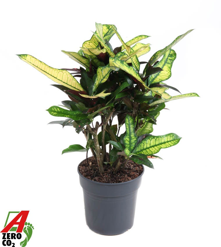 Codiaeum variegatum Wilma, 60 cm, pot de 21 cm