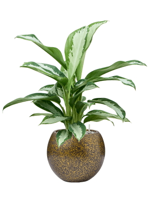 Composition Aglaonema 'Silver Moon' en Capi Lux Terrazzo