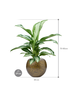 
                  
                    Composition Aglaonema 'Silver Moon' en Capi Lux Terrazzo
                  
                