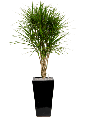 Composition Dracaena marginata en pot Plain