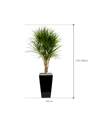 
                  
                    Composition Dracaena marginata en pot Plain
                  
                