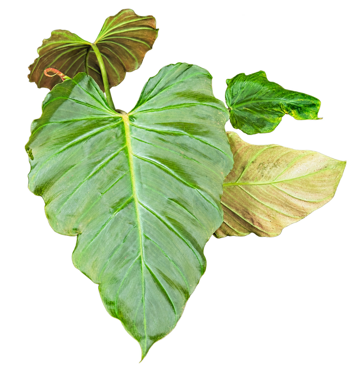 Philodendron Corsinianum de 35 cm au feuillage nervuré — photo détourée
