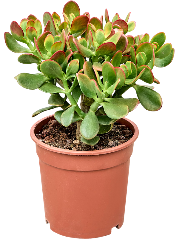 Crassula ovata Colorata de 35 cm, feuilles charnues vertes bordées de rouge, pot de culture de 17 cm, plante entière détourée