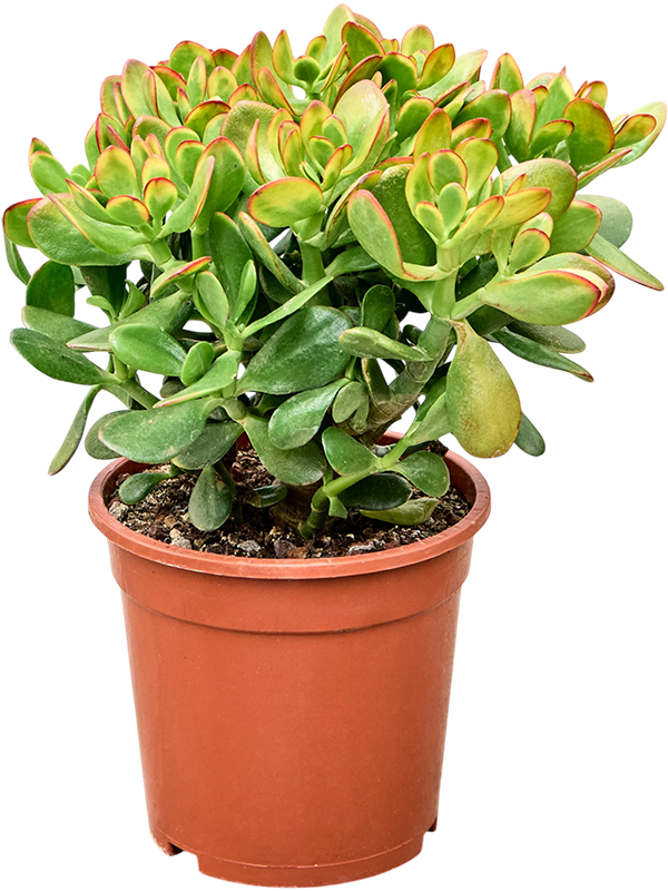 
                  
                    Crassula ovata Colorata de 45 cm, pot de culture de 21 cm — Hauteur: 45 cm Largeur: 30 cm Pot: 21/19 cm
                  
                