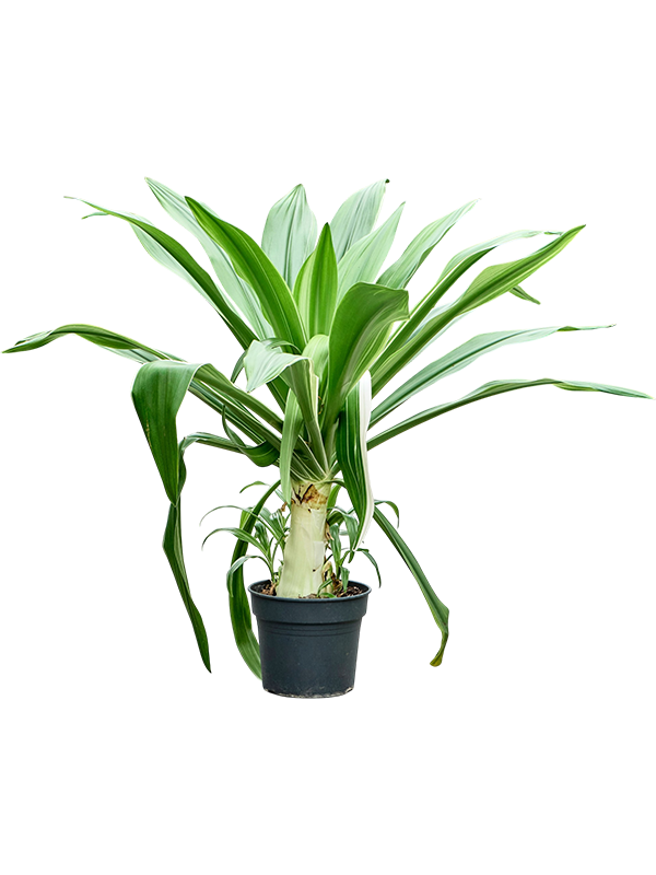 
                  
                    Crinum asiaticum en touffe, hauteur 155 cm, pot de culture de 38 cm
                  
                