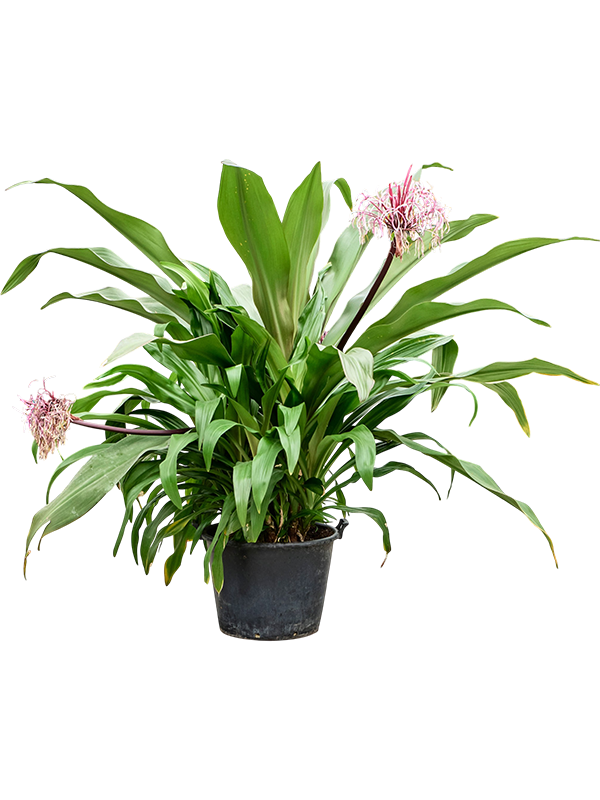 
                  
                    Crinum asiaticum de 180 cm, pot Ø 60 cm, fond blanc ; floraison non garantie
                  
                