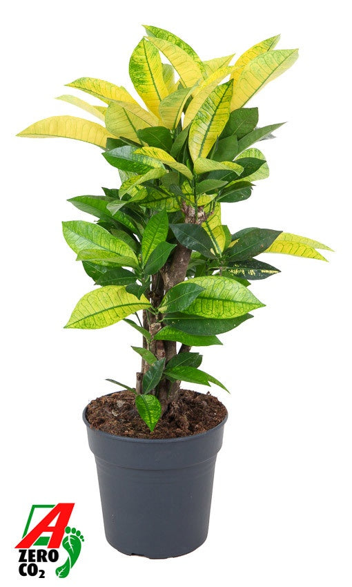 Croton Codiaeum variegatum Brazilia ramifié de 70 cm, feuilles vertes et jaune lumineux, pot de culture de 21 cm