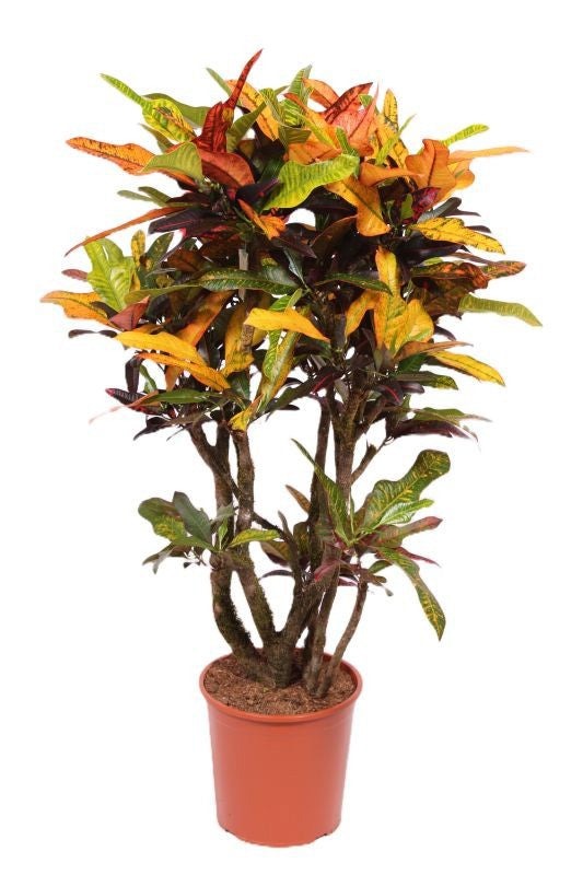 Croton Codiaeum variegatum Excellent ramifié de 130 cm, pot de culture 30 cm