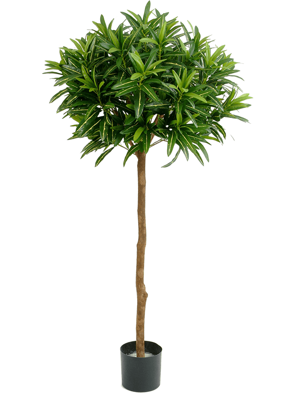 Croton Goldfinger artificiel sur tige boule de 145 cm, couronne de feuillage fin vert et jaune, vue entière avec pot de base — NATURA