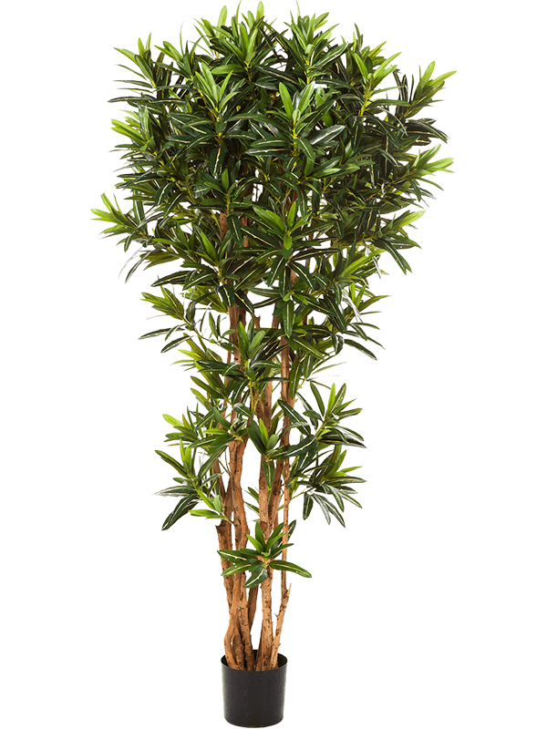 Croton Goldfinger Reflexa artificiel ramifié de 180 cm, feuillage fin vert et jaune sur plusieurs tiges, vue entière avec pot de base — NATURA